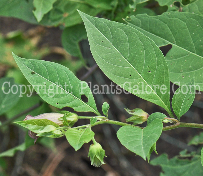 PGC-P-Atropa-belladonna-aka-Belladonna-15