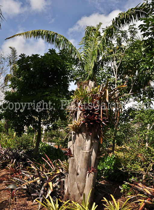 PGC-T-Attalea-cohune-aka-Cohune-Palm-2013-1