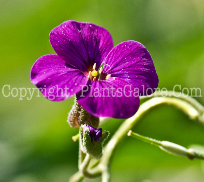 PGC-P-Aubrietia-Accent-Deep-Purple-2011-001