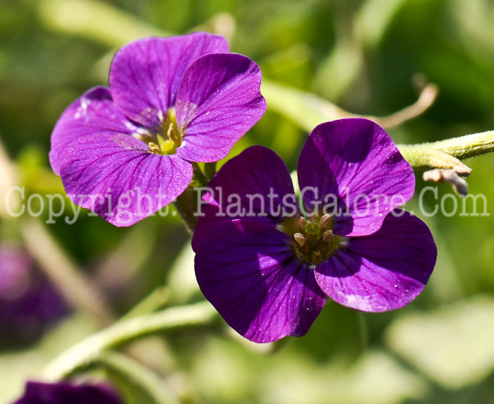 PGC-P-Aubrietia-Accent-Deep-Purple-2011-002