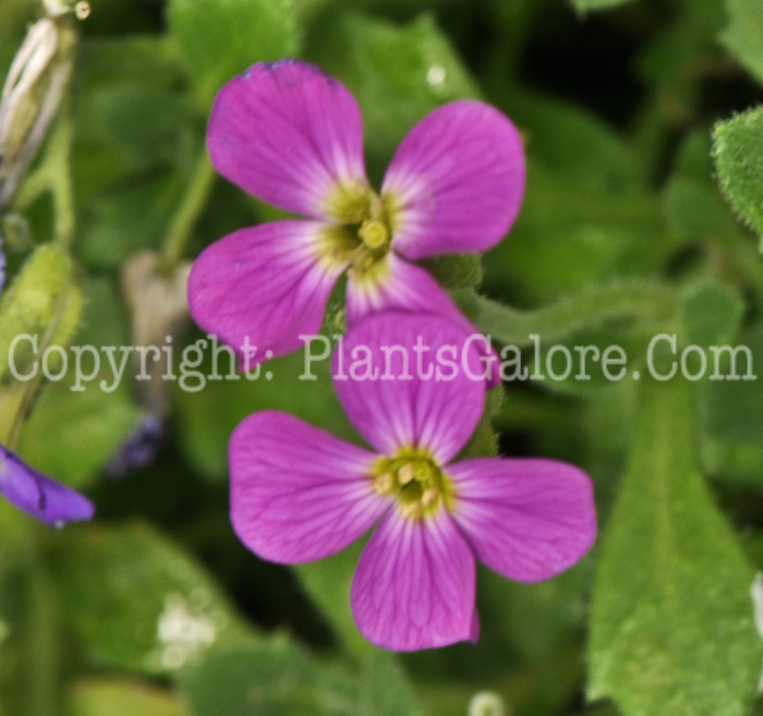 PGC-P-Aubrietia-Audrey-04-2012-1