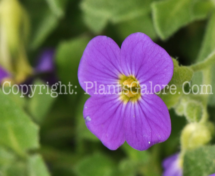 PGC-P-Aubrietia-Audrey-04-2012-2