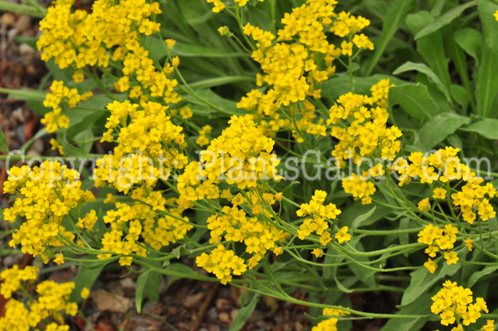 PGC-P-Aurinia-saxatilis-aka-Golden-Tuft-0613-1