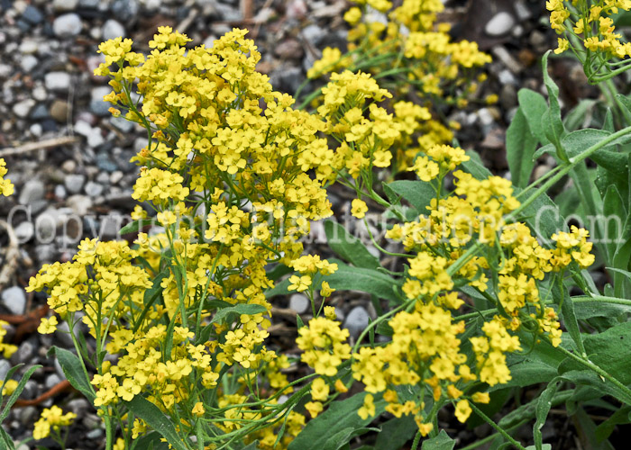 PGC-P-Aurinia-saxitilis-aka-Golden-Tuft-1