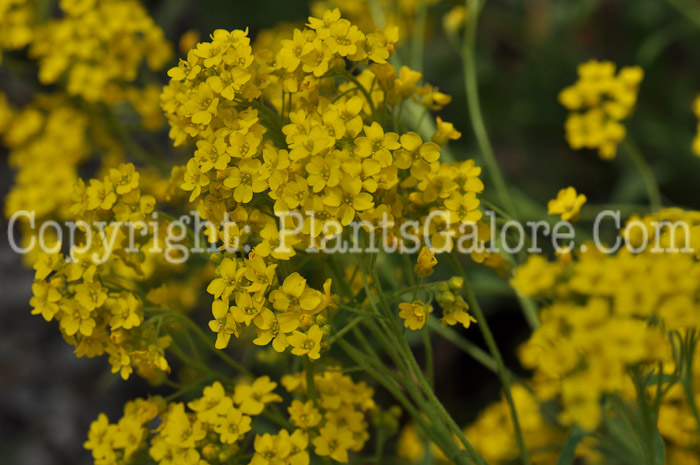 PGC-P-Aurinia-saxitilis-aka-Golden-Tuft-7