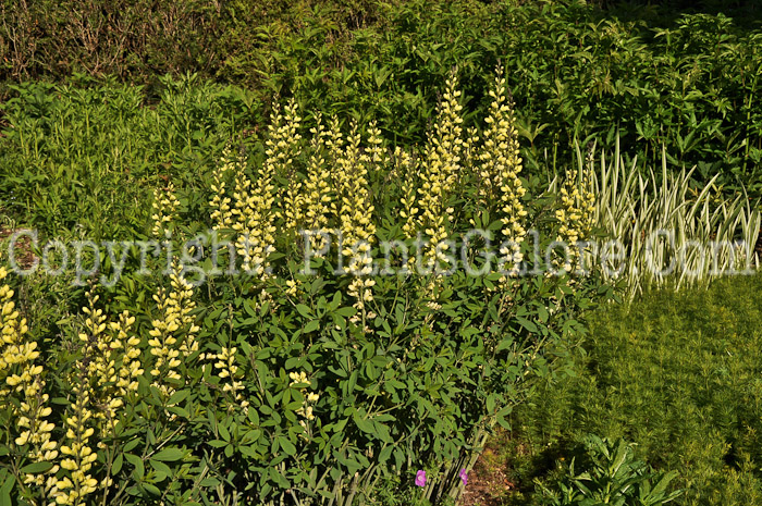 PGC-P-Baptisia-Carolina-Moonlight-05-12-1