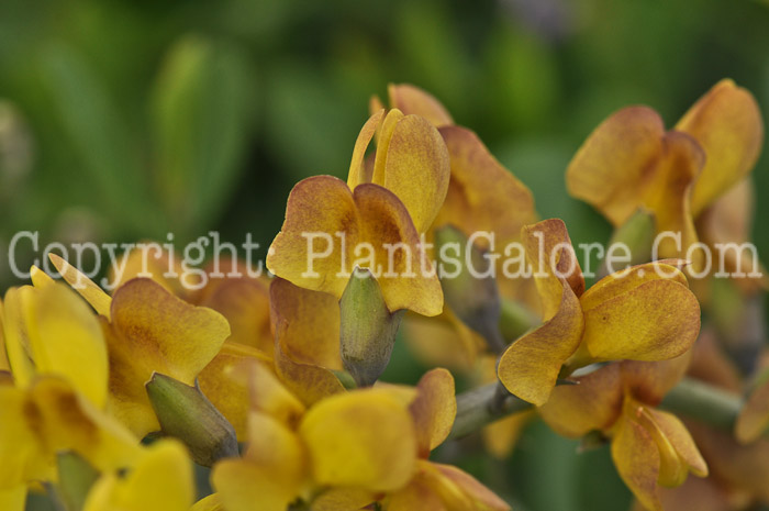 PGC-P-Baptisia-Solar-Flare-05-2012-06