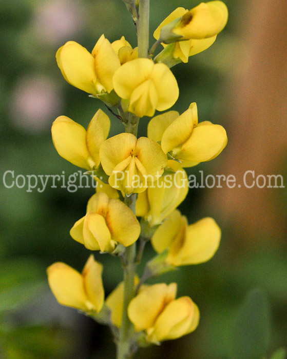 PGC-P-Baptisia-Solar-Flare-Prairieblues-2010-004