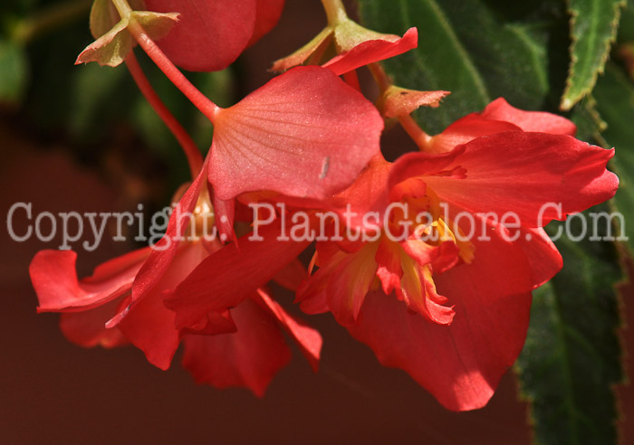 PGC-B-Begonia-Bon-Bon-Cherry-2012-2