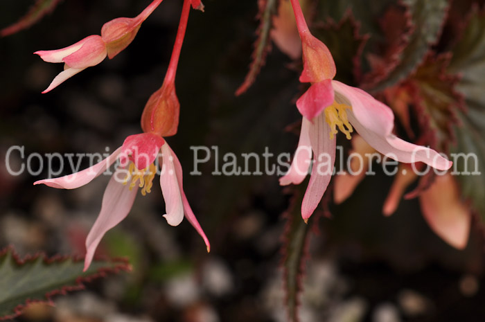 PGC-B-Begonia-Bonfire-Chocolate-Pink-2010-001