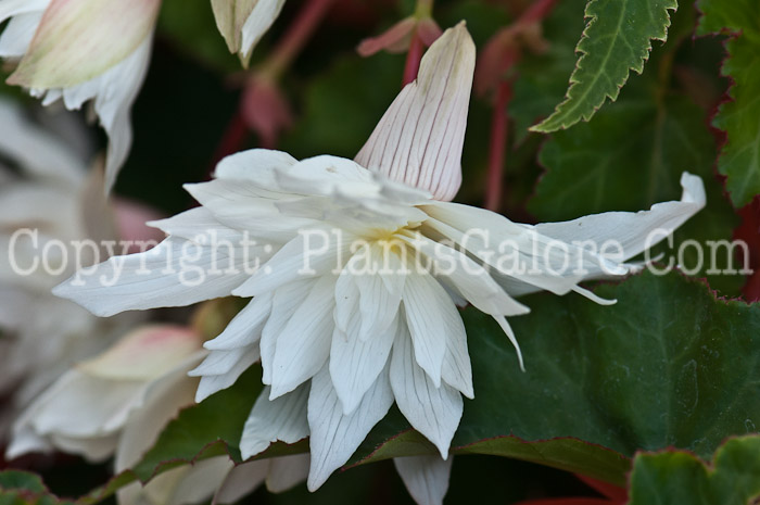 PGC-B-Begonia-White-series-Breezy-1013-1