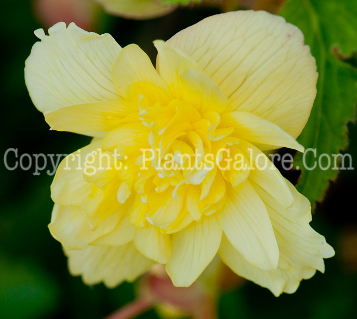 PGC-B-Begonia-Yellow-series-Breezy-1013a-1