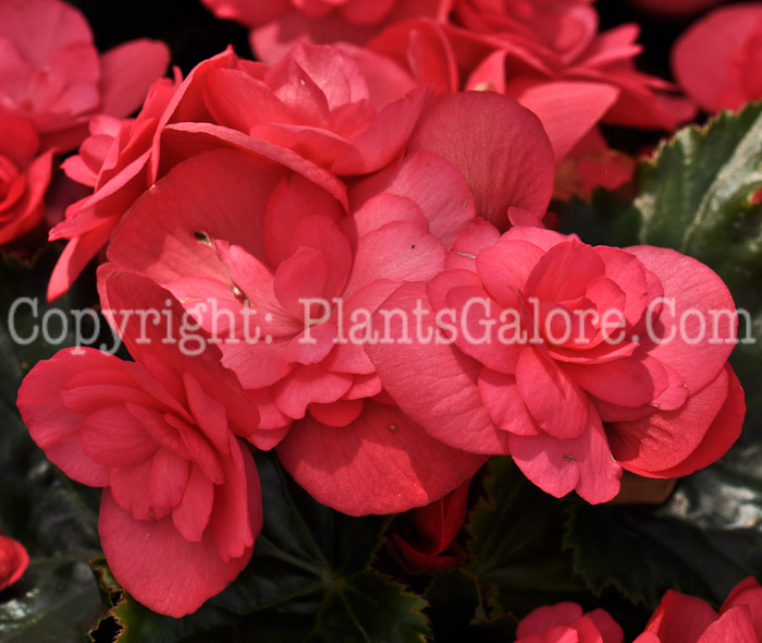 PGC-B-Begonia-Dragone-Dusty-Rose-2012-1