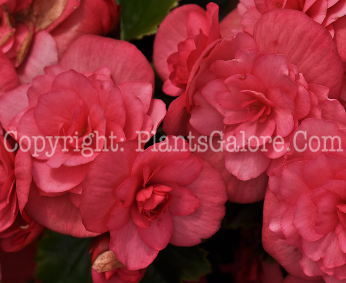 PGC-B-Begonia-Dragone-Flamingo-Rose-2012-2