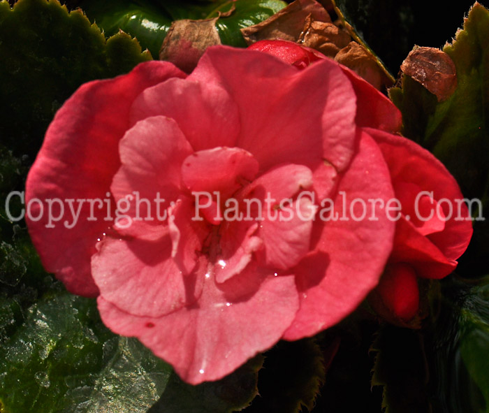PGC-B-Begonia-Dragone-Pink-Hope-2012-1