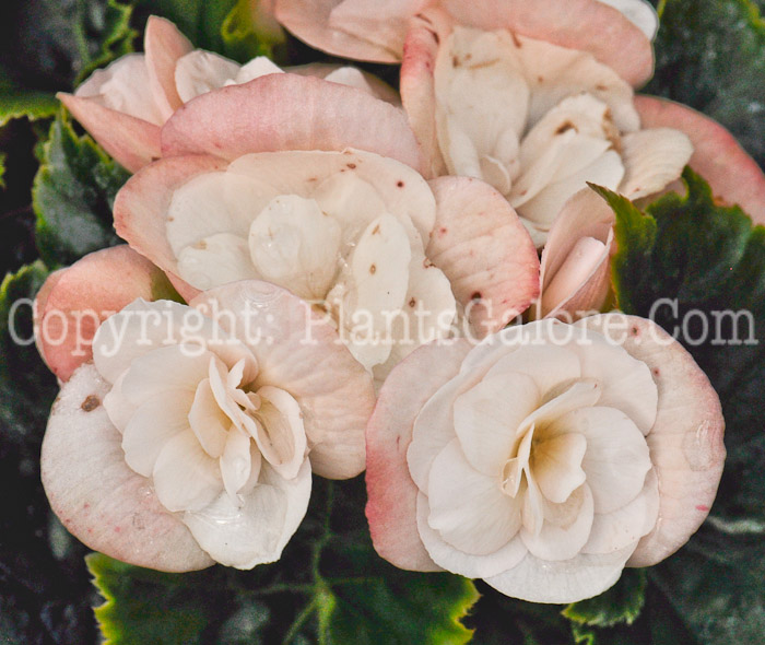 PGC-B-Begonia-Dragone-White-Blush-2012-1