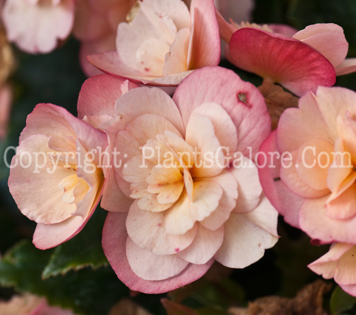 PGC-B-Begonia-Sunset-series-Dragone-1013a-1