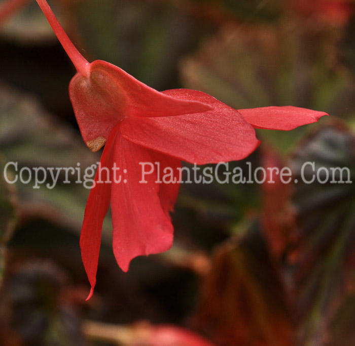 PGC-B-Begonia-Million-Kisses-Amour-2012-2