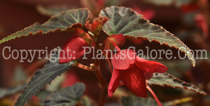 PGC-B-Begonia-Million-Kisses-Amour-2012-3