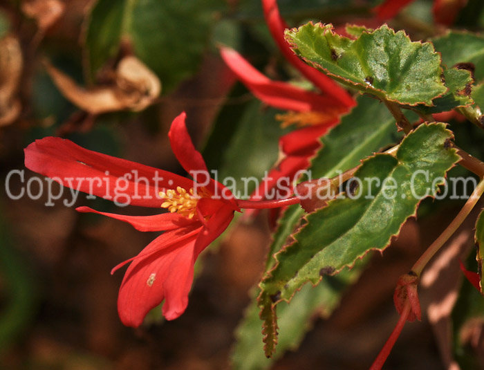 PGC-B-Begonia-Million-Kisses-Devotion-2012-1