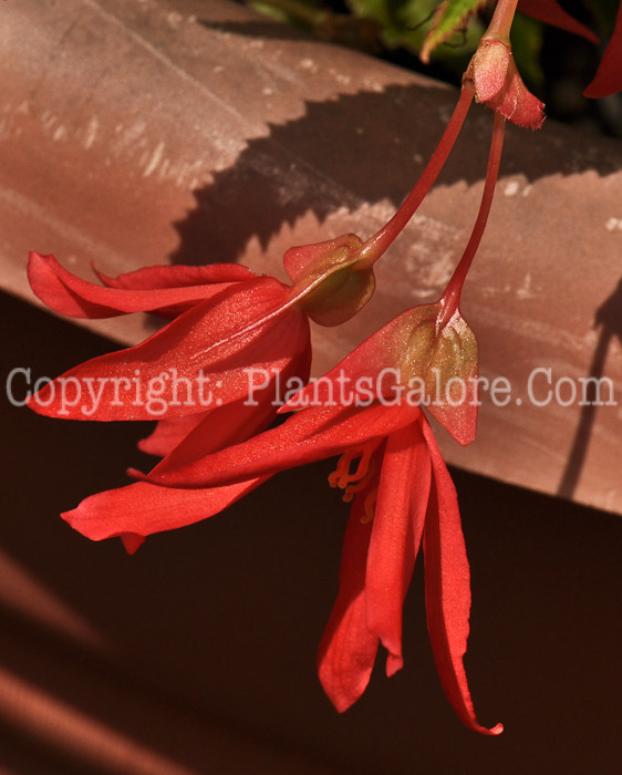 PGC-B-Begonia-Million-Kisses-Devotion-2012-2