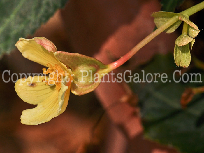 PGC-B-Begonia-Million-Kisses-Honeymoon-2012-1