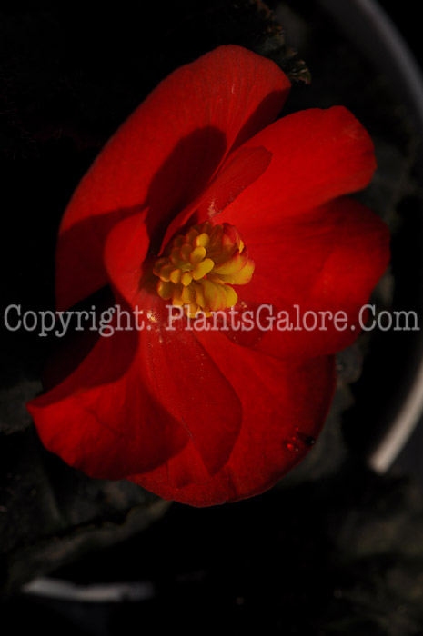 PGC-B-Begonia-tuberosa-Mocca-Scarlet-2-2010