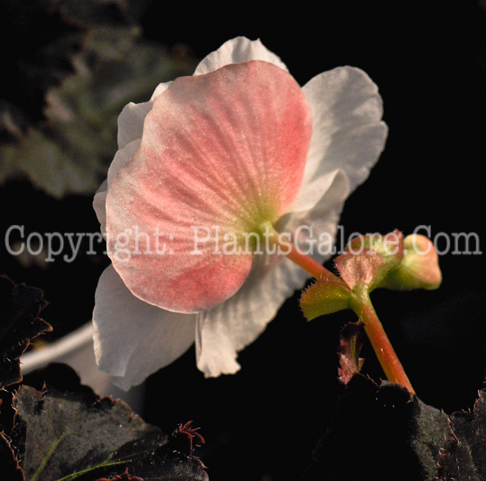 PGC-B-Begonia-tuberosa-Mocca-White-1-2010