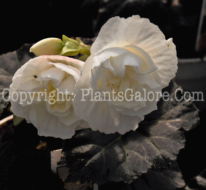 PGC-B-Begonia-tuberosa-Mocca-White-2-2010
