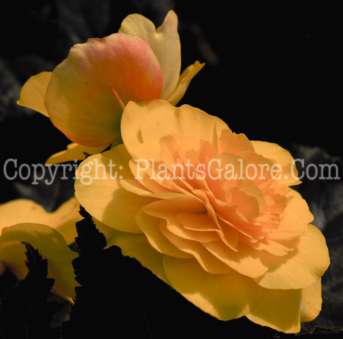 PGC-B-Begonia-tuberosa-Mocca-Yellow-1-2010