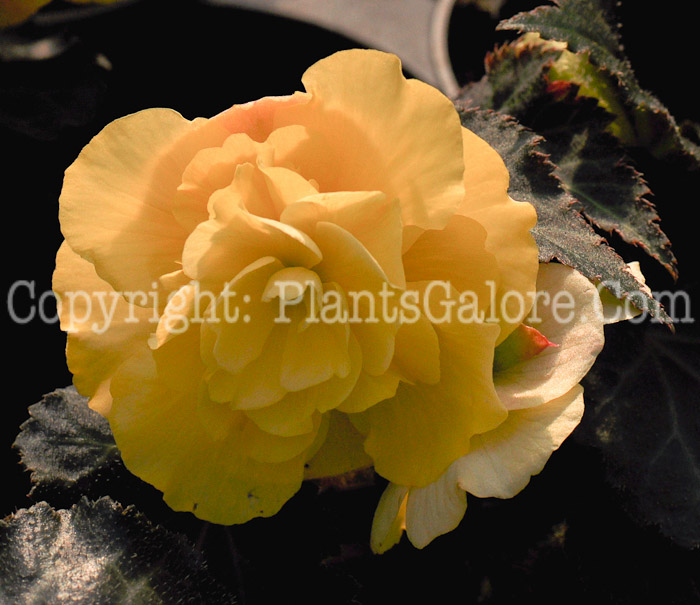 PGC-B-Begonia-tuberosa-Mocca-Yellow-2-2010
