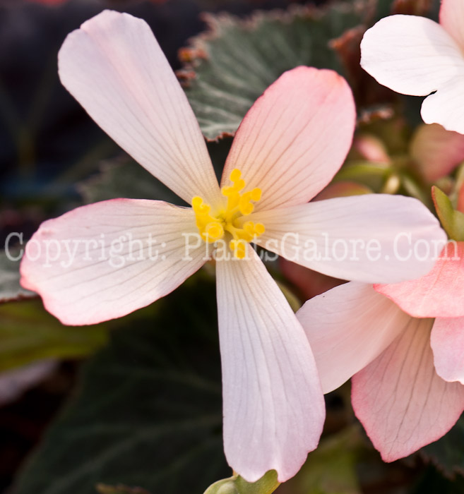 PGC-B-Begonia-tuberosa-Rainbow-Falls-0414-1