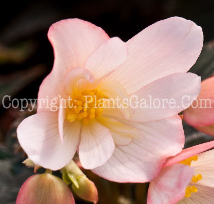 PGC-B-Begonia-tuberosa-Rainbow-Falls-0414-2