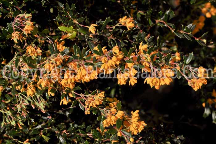 PGC-S-Berberis-darwinii-aka-Darwins-Barberry-1