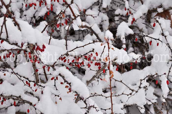 PGC-S-Berberis-thunbergia-aka-Japanese-Barberry-12