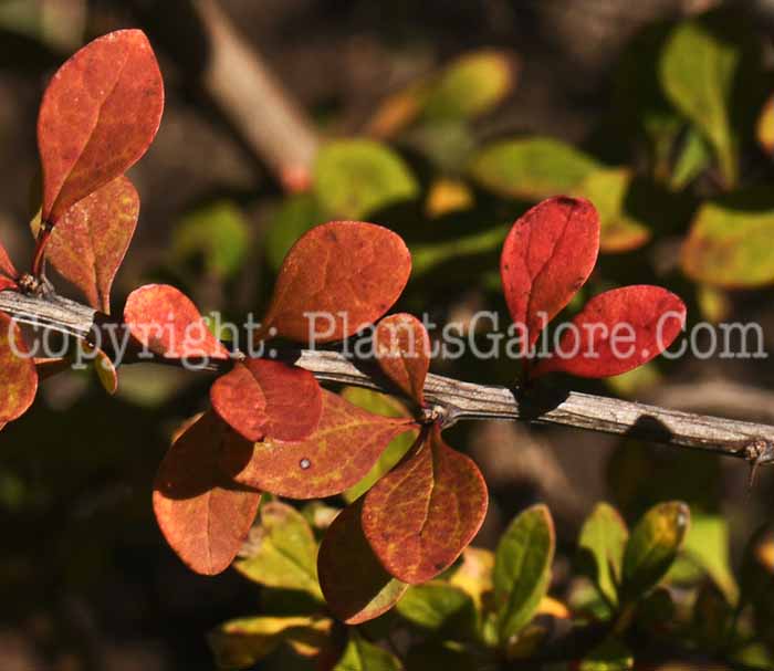 PGC-S-Berberis-thunbergia-aka-Japanese-Barberry-2