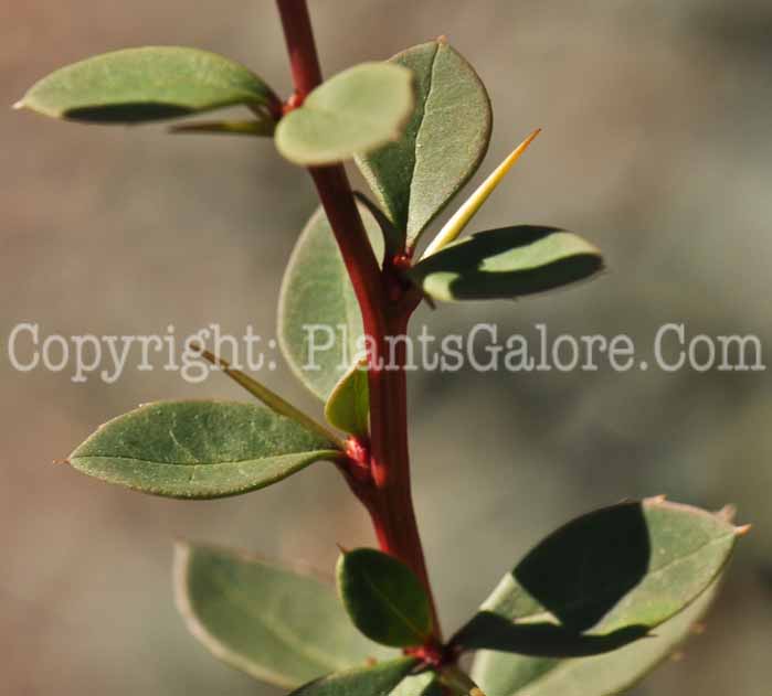 PGC-S-Berberis-thunbergia-aka-Japanese-Barberry-3
