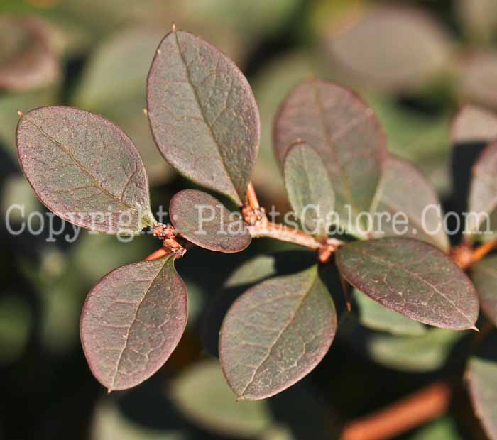 PGC-S-Berberis-thunbergia-aka-Japanese-Barberry-4