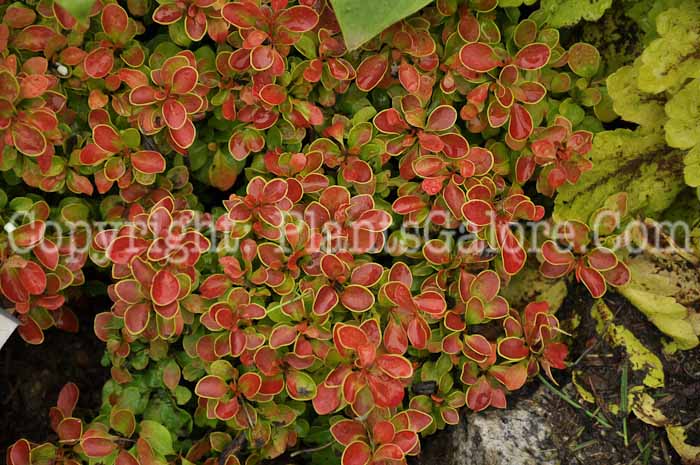 PGC-S-Berberis-thungergii-Admiration-aka-Barberry-2