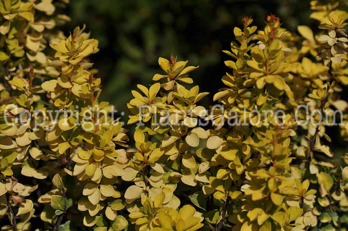 PGC-S-Berberis-thungergii-Maria-aka-Barberry-1