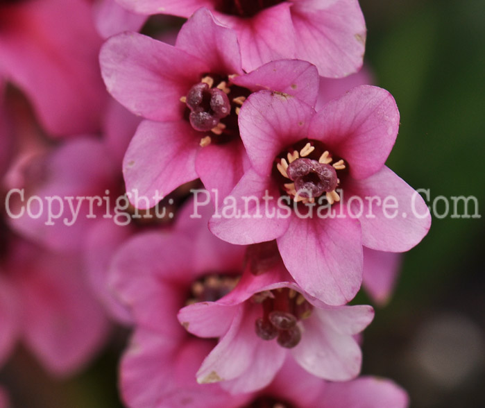 PGC-P-Bergenia-Pink-Dragonfly-aka-Pigsqueak-1