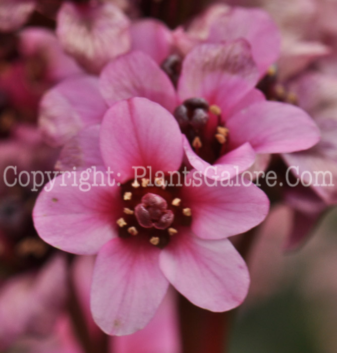 PGC-P-Bergenia-Pink-Dragonfly-aka-Pigsqueak-2