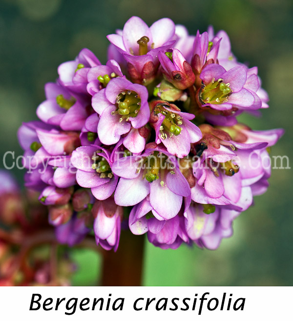PGC-P-Bergenia-crassifolia-aka-Leather-Bergenia-0514d-1-Edit