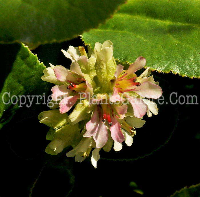 PGC-P-Bergenia-stracheyi-aka-Chinese-Bergenia-1