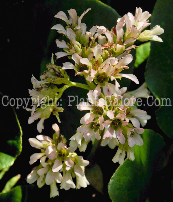 PGC-P-Bergenia-stracheyi-aka-Chinese-Bergenia-2