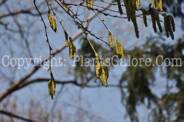 PGC-T-Betula-alleghaniensis-aka-Yellow-Birch-4