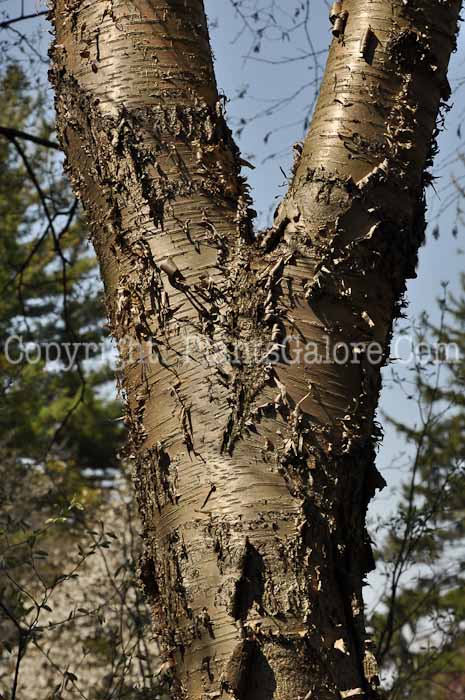 PGC-T-Betula-alleghaniensis-aka-Yellow-Birch-5