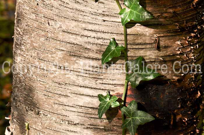 PGC-T-Betula-maximowicziana-aka-Monarch-Birch-10