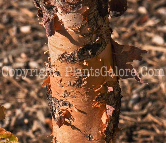 PGC-T-Betula-nigra-aka-River-Birch-3