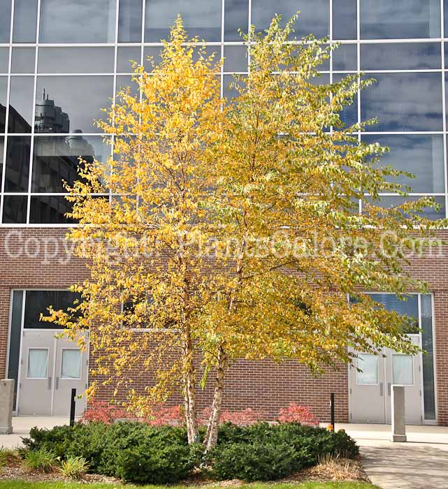 PGC-T-Betula-nigra-aka-River-Birch-4